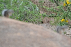 Ammospermophilus interpres