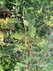 Plagianthus regius regius