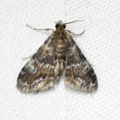 Elophila obliteralis