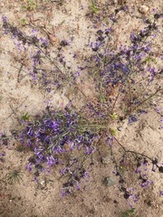 Ipomopsis multiflora