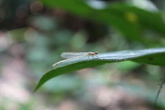 Coenagrionidae
