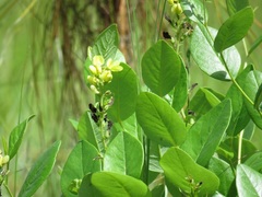 Baptisia simplicifolia