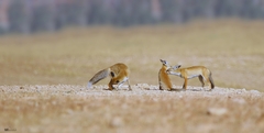 Vulpes vulpes barbara