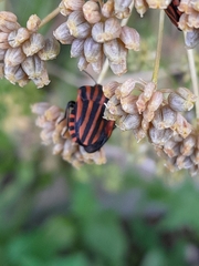 Graphosoma italicum