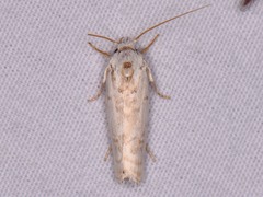 Antaeotricha