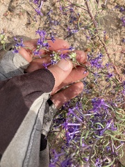 Ipomopsis multiflora