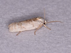 Antaeotricha