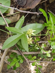 Passiflora pallida