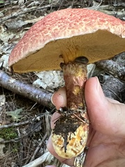 Suillus spraguei