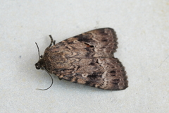 Amphipyra pyramidea