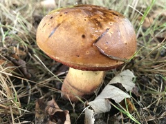 Neoboletus xanthopus