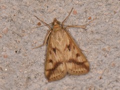 Achyra bifidalis