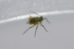 Rhopalosiphum
