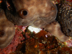 Lissoclinum perforatum