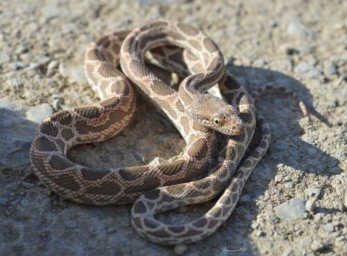 Werner's Diadem Snake