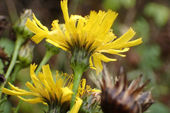 Hieracium umbellatum