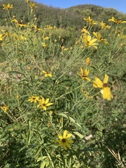 Coreopsis tripteris