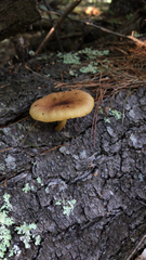 Tricholomopsis decora