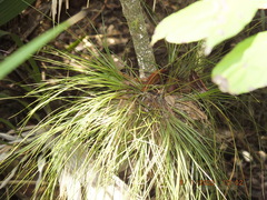 Tillandsia setacea
