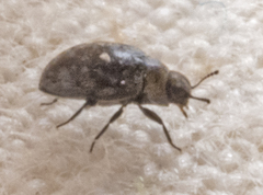 Limnichidae