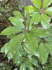 Pseudopanax arboreus