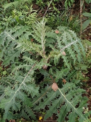 Platycarpha glomerata