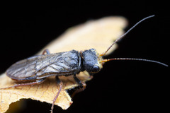 Pamphiliidae