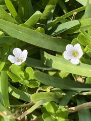 Dichondra carolinensis