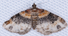 Xanthorhoe ferrugata