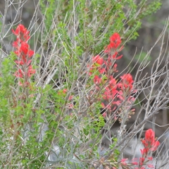 Castilleja lanata