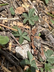 Oedipoda