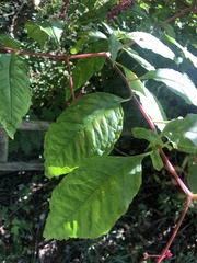Pokeweed mosaic virus