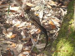 Plestiodon inexpectatus