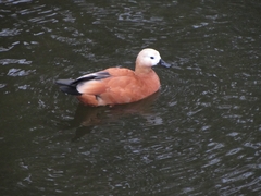 Tadorna ferruginea
