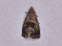 Tripudia rectangula