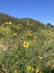 Coreopsis tripteris
