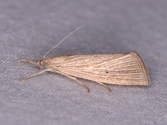 Eoreuma densellus