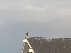 Ardea herodias