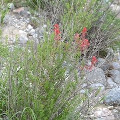 Castilleja lanata