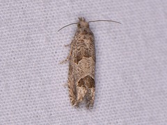 Pelochrista consobrinana