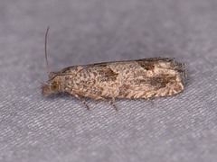 Pelochrista consobrinana