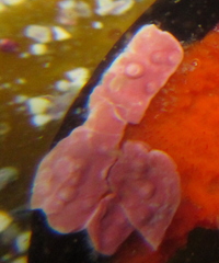 Titanoderma pustulatum