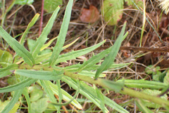 Hieracium umbellatum