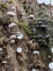 Arcyria cinerea