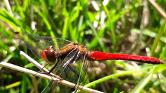 Sympetrum hypomelas