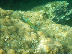 Thalassoma pavo