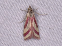 Microtheoris vibicalis