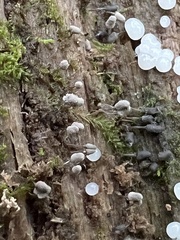Arcyria cinerea