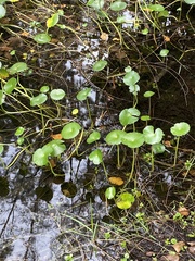 Hydrocotyle umbellata