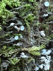 Arcyria cinerea